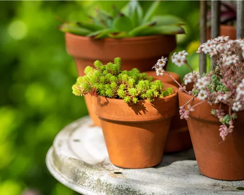 Sedum acre Sedum acre