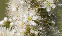 Fiederspiere