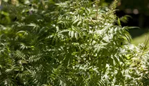 Fiederspiere