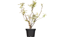 Fiederspiere