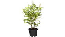 Fiederspiere