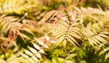 Fiederspiere