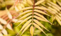 Fiederspiere