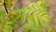 Fiederspiere