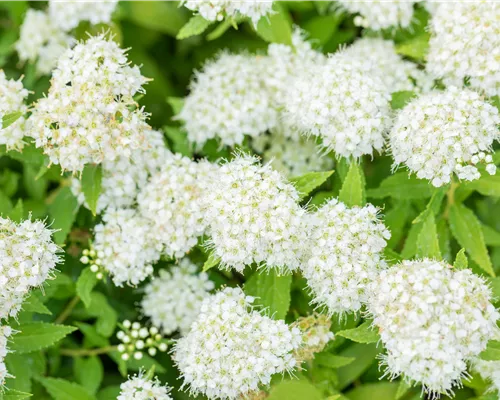Spiraea japonica 'Albiflora' Spiraea japonica 'Albiflora'