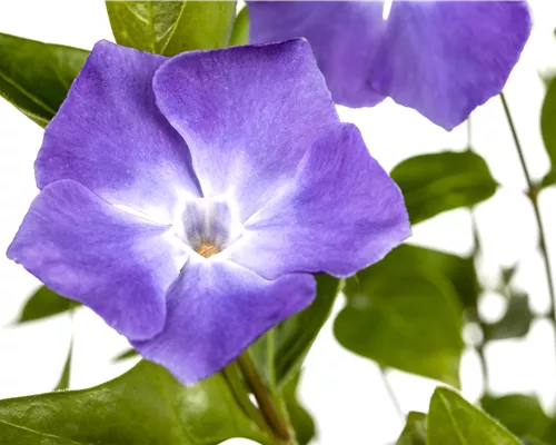 Vinca major Vinca major