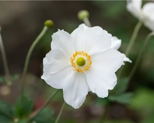Anemone japonica 'Honorine Jobert' Anemone japonica 'Honorine Jobert'