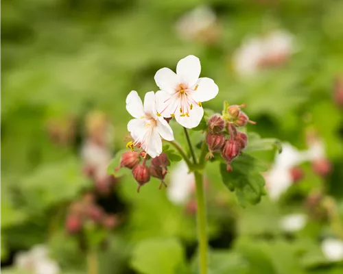 Geranium macrorrhizum 'Spessart'