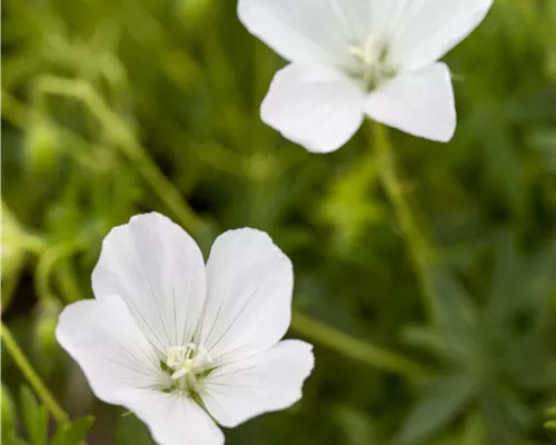 Geranium sanguineum 'Album'