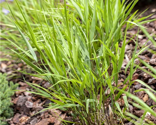 Hakonechloa macra
