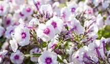 Flammenblume, Staudenphlox