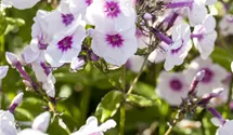 Flammenblume, Staudenphlox