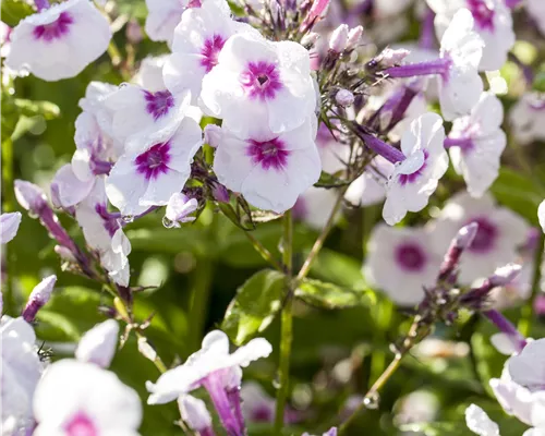 Phlox paniculata 'Bright Eyes' Phlox paniculata 'Bright Eyes'