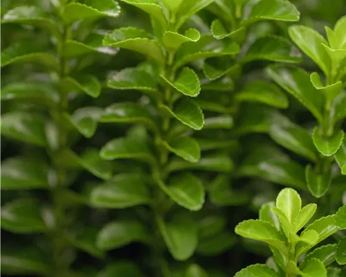 Euonymus japonicus 'Green Rocket' Euonymus japonicus 'Green Rocket'