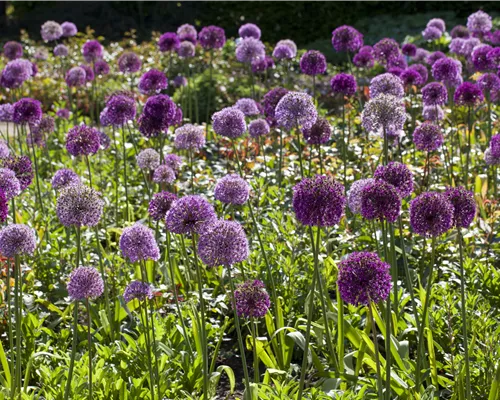 Allium giganteum Allium giganteum