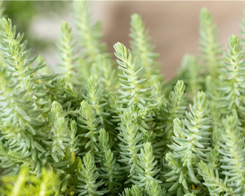 Sedum reflexum Sedum reflexum