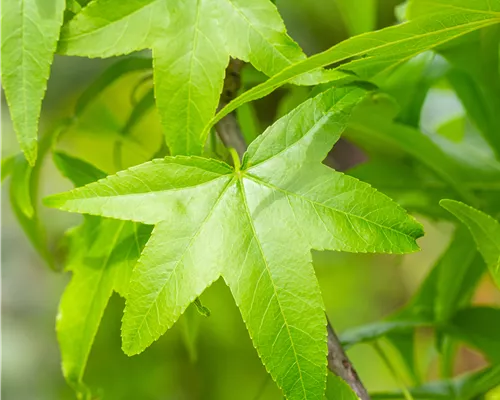 Liquidambar styracifl.'Slender Silhouette' Liquidambar styracifl.'Slender Silhouette'