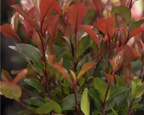 Photinia fraseri Little Red Robin' Photinia fraseri Little Red Robin'