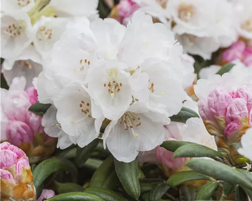 Rhododendron yak.'Koichiro Wada' Rhododendron yak.'Koichiro Wada'
