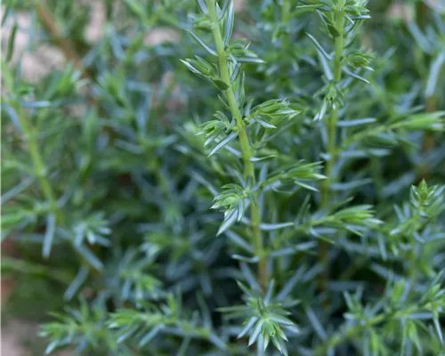 Juniperus com.'Sentinel' Juniperus com.'Sentinel'