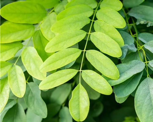 Robinia pseudoac.'Bessoniana' Robinia pseudoac.'Bessoniana'