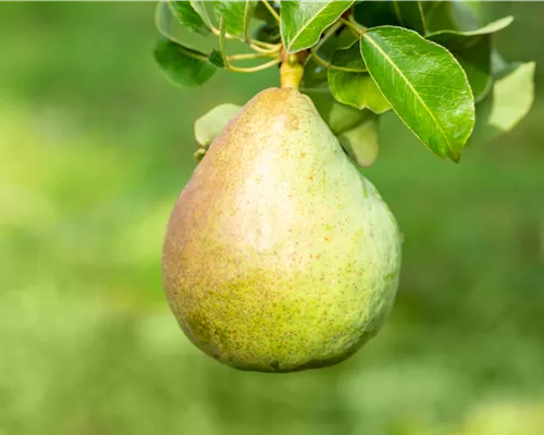 Pyrus com.'Decora' CAC Pyrus com.'Decora' CAC