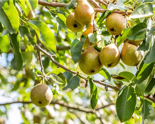 Pyrus com.'Gute Luise ' CAC Pyrus com.'Gute Luise ' CAC