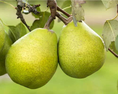 Pyrus com.'Präsident Drouard' CAC