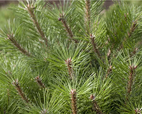 Pinus nigra 'Brepo' -S- Pinus nigra 'Brepo' -S-