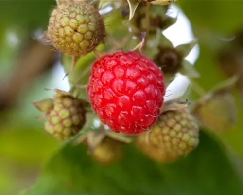Rubus idaeus 'Willamette' Rubus idaeus 'Willamette'
