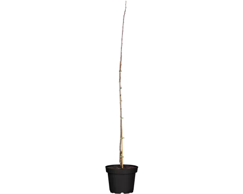 Prunus dom.'Imperial' CAC