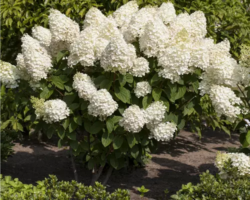 Hydrangea pan. 'Silver Dollar'
