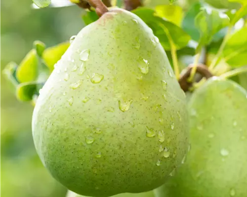 Pyrus com.'Obelisk' CAC