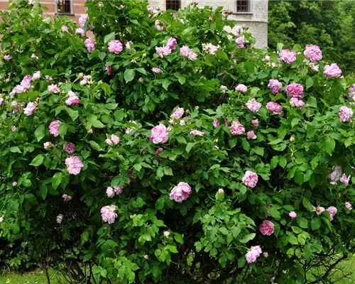 Rosa 'Honorine de Brabant' STR