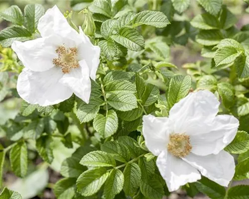 Rosa rugosa 'Alba' Rosa rugosa 'Alba'