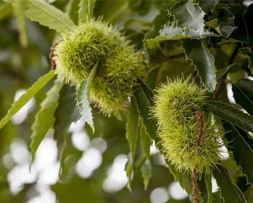 Castanea sativa Castanea sativa
