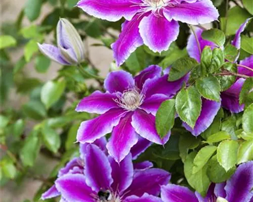 Clematis Hybr. i.S. Clematis Hybr. i.S.