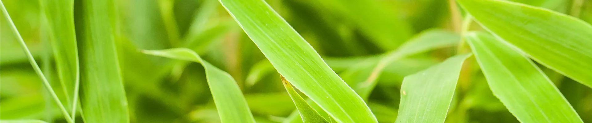 GS525050.jpg GS525050.jpg