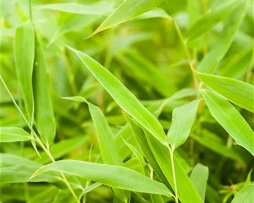 Fargesia murieliae 'Jumbo' Fargesia murieliae 'Jumbo'