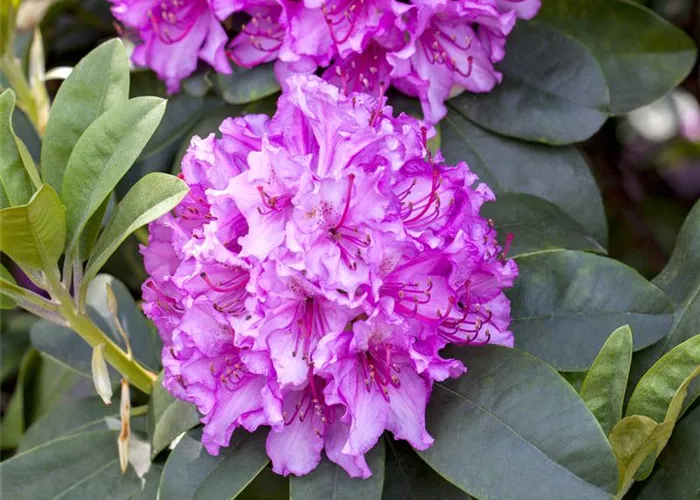 Rhododendron/Moorbeetpflanzen