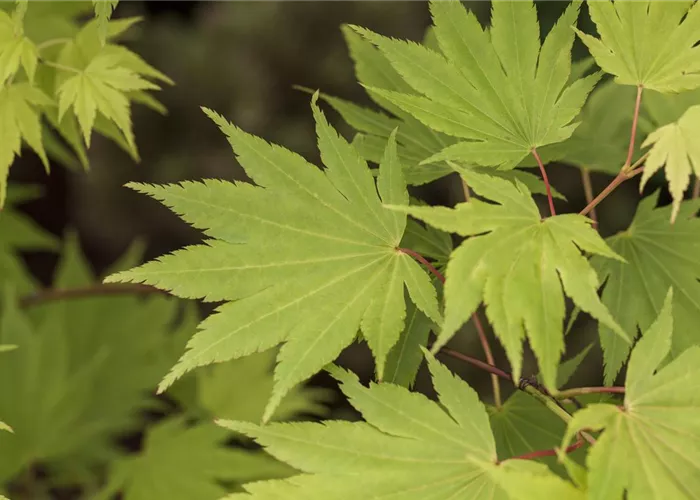 Laubgehölze Laubgehölze