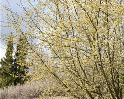 Cornus mas Cornus mas