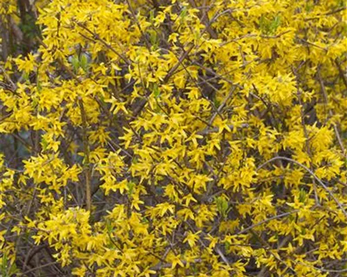Forsythia intermedia 'Lynwood'