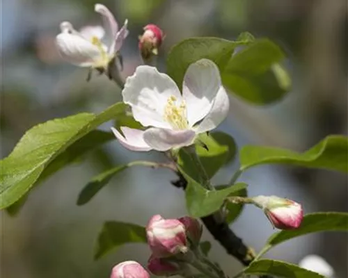 Malus 'Gloster 69' CAC Malus 'Gloster 69' CAC