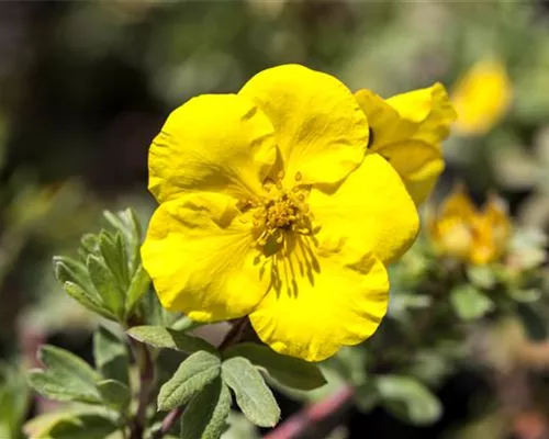 Potentilla fruticosa 'Goldfinger' Potentilla fruticosa 'Goldfinger'