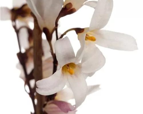 Abeliophyllum distichum