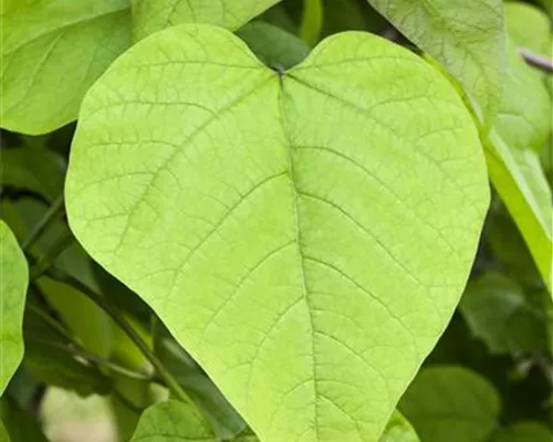 Catalpa bignonioides 'Nana'