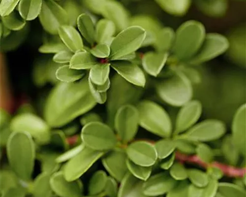 Cotoneaster radicans 'Eichholz' Cotoneaster radicans 'Eichholz'