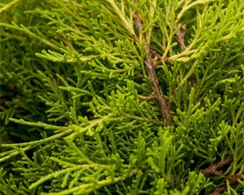 Juniperus media 'Old Gold' Juniperus media 'Old Gold'