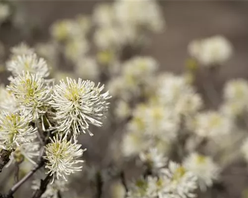 Fothergilla major